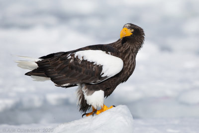 Stellers Zeearend - Steller's Sea Eagle - Haliaeetus pelagicus