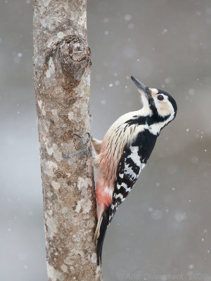 Witrugspecht - White-backed Woodpecker