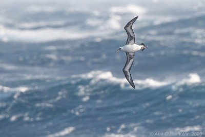 Laysanalbatros -  Laysan Albatross - Phoebastria immutabilis