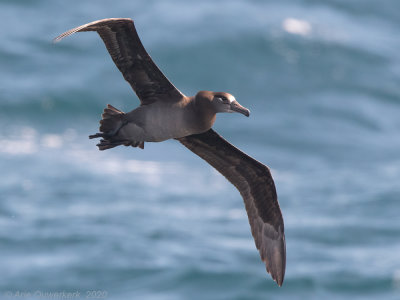 Zwartvoetalbatros -  Black-footed Albatross