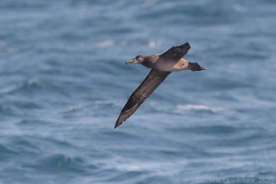 Zwartvoetalbatros - Black-footed Albatross - Phoebastria nigripes