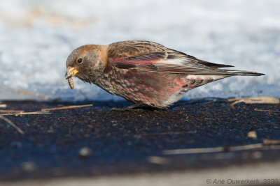 Roze Bergvink - Asian Rosy Finch - Leucosticte arctoa