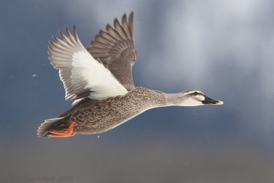 Chinese Vlekbekeend - Eastern Spot-billed Duck - Anas zonorhyncha