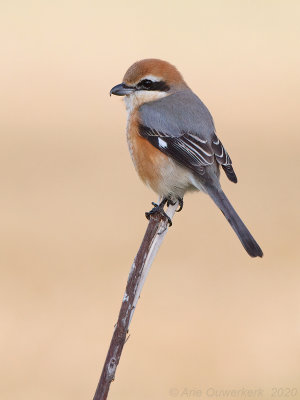 Buffelkopklauwier - Bull-headed Shrike