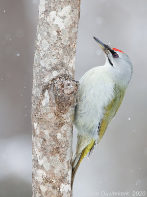 Grijskopspecht - Grey-headed Woodpecker - Picus canus