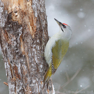 Grijskopspecht - Grey-headed Woodpecker - Picus canus