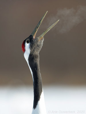 Chinese Kraanvogel - Red-crowned Crane - Grus japonicus