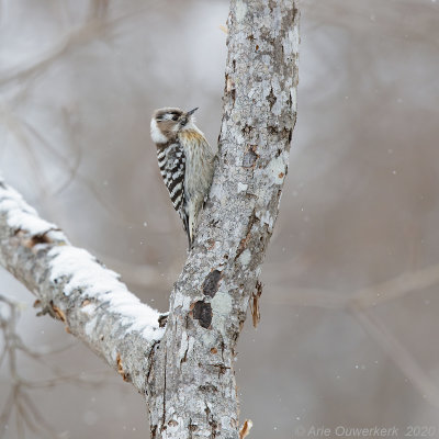 Kizukispecht - Japanese Pygmy Woodpecker - Yungipicus kizuki