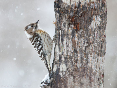 Kizukispecht - Japanese Pygmy Woodpecker