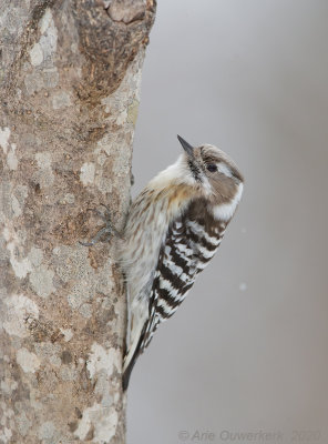 Kizukispecht - Japanese Pygmy Woodpecker - Yungipicus kizuki