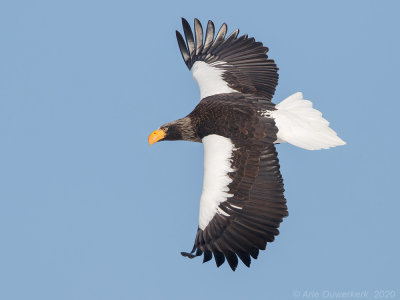 Stellers Zeearend - Stellers Sea Eagle - Haliaeetus pelagicus