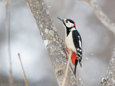 Grote Bonte Specht - Great Spotted Woodpecker - Dendrocopos major japonicus