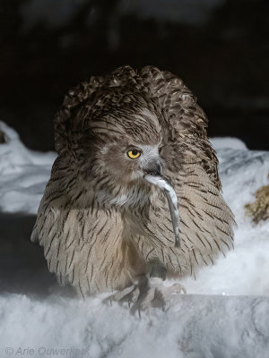 Blakistons Visuil - Blakiston's Fish Owl - Bubo blakistoni