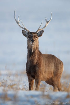 Sikahert - Sika Deer - Cervus nippon