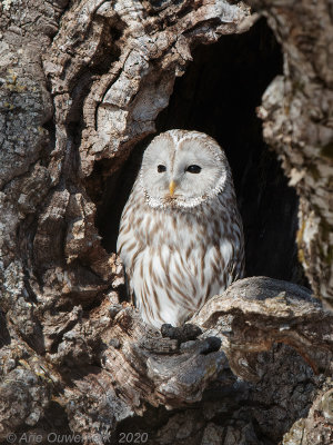Oeraluil - Ural Owl - Strix uralensis