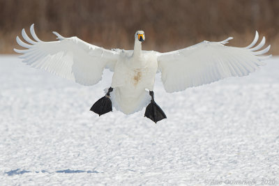 Wilde Zwaan - Whooper Swan - Cygnus cygnus