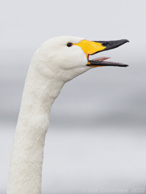 Wilde Zwaan - Whooper Swan - Cygnus cygnus