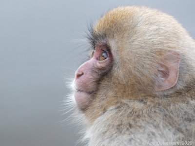 Japanse Makaak - Japanese Macaque - Macaca fuscata