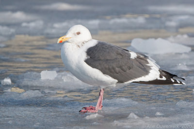 Kamtsjatkameeuw - Slaty-backed Gull - Larus schistisagus