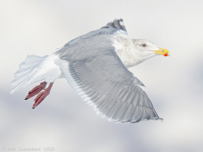 Beringmeeuw - Glaucous-winged Gull - Larus glaucescens