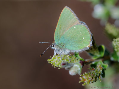 Groentje - Green Hairstreak - Callophrys rubi