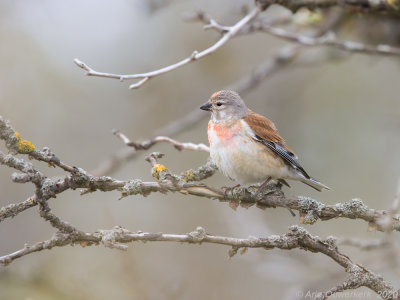 Kneu - Common Linnet - Carduelis cannabina