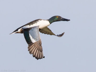 Slobeend - Northern Shoveler - Anas clypeata