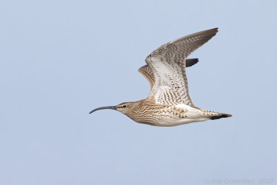 Regenwulp - Eurasian Whimbrel - Numenius phaeopus