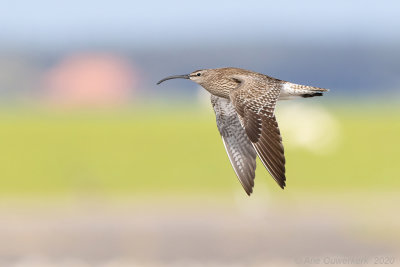 Regenwulp - Eurasian Whimbrel - Numenius phaeopus