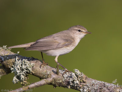  Fitis - Willow Warbler -Phylloscopus trochilus