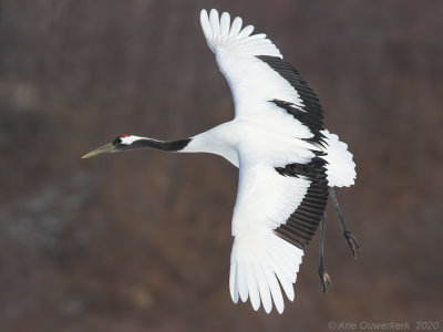 Chinese Kraanvogel - Red-crowned Crane - Grus japonicus