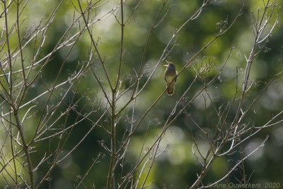 Krekelzanger - River Warbler - Locustella fluviatilis