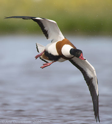 Bergeend - Common Shelduck - Tadorna tadorna