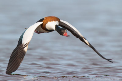 Bergeend - Common Shelduck - Tadorna tadorna