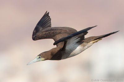 Bruine Gent - Brown Booby - Sula leucogaster