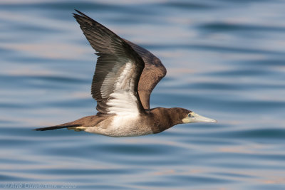 Bruine Gent -  Brown Booby - Sula leucogaster