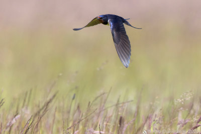 Boerenzwaluw - Barn Swallow - Hirundo rustica