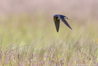 Boerenzwaluw / Barn Swallow 
