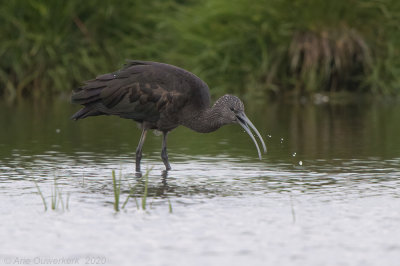 Zwarte Ibis - Glossy Ibis - Plegadis falcinellus