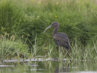 Zwarte Ibis - Glossy Ibis - Plegadis falcinellus