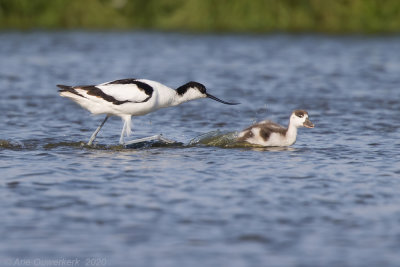 Kluut - Pied Avocet - Recurvirostra avosetta