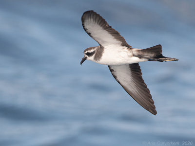 Bont Stormvogeltje - White-faced Storm Petrel - Pelagodroma marina