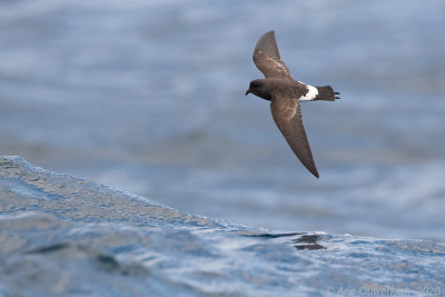 Nieuw-Zeelands Stormvogeltje - New Zealand Storm Petrel - Fregetta maoriana