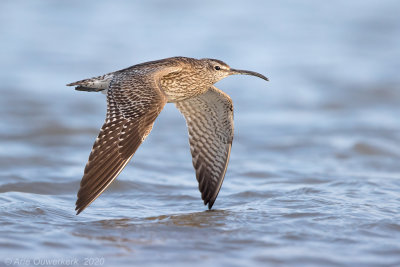 Regenwulp - Eurasian Whimbrel - Numenius phaeopus