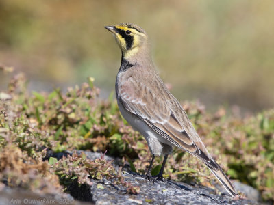 Strandleeuwerik - Shore (Horned) Lark - Eremophila alpestris