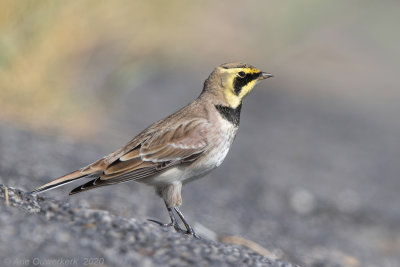 Strandleeuwerik - Shore (Horned) Lark - Eremophila alpestris
