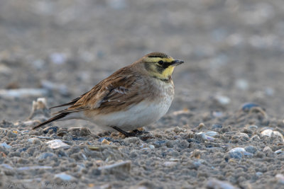 Strandleeuwerik - Shore (Horned) Lark - Eremophila alpestris