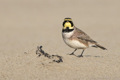 Strandleeuwerik - Shore (Horned) Lark - Eremophila alpestris