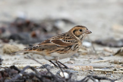 IJsgors - Lapland Longspur - Calcarius lapponicus