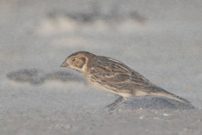 IJsgors - Lapland Longspur - Calcarius lapponicus